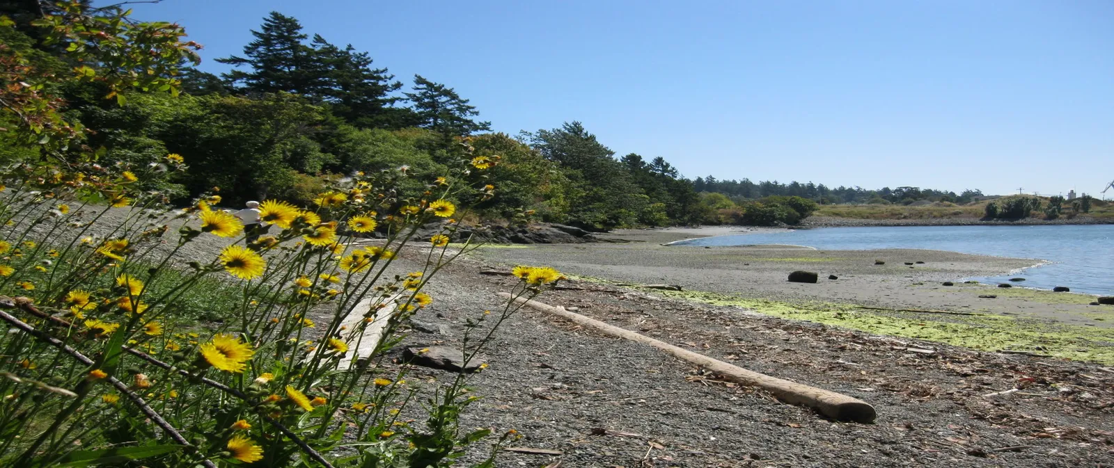 Photograph of a beach and coastline with yellow wildflowers in the foreground and a forested shoreline in the background
