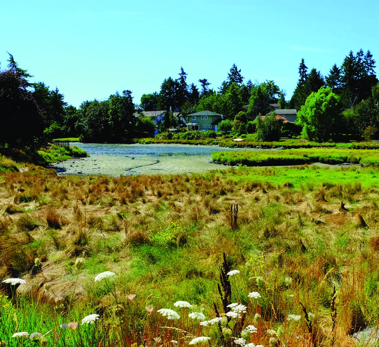 Landscape photo of a wetland or marshy area with tall grass and wildflowers in the foreground and houses nestled among trees across a body of water in the background.