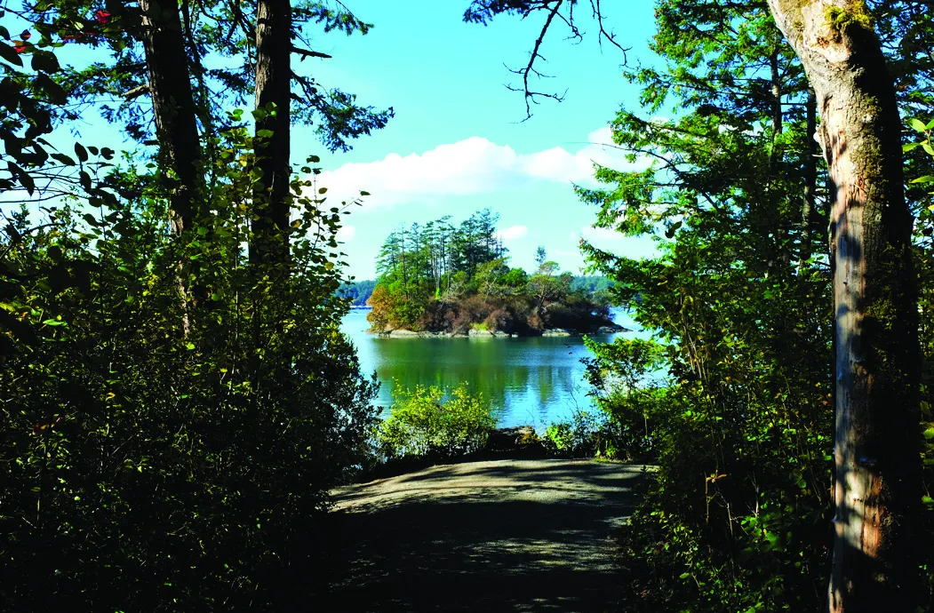 A scenic view through coastal trees of a small, forested island in calm blue water.