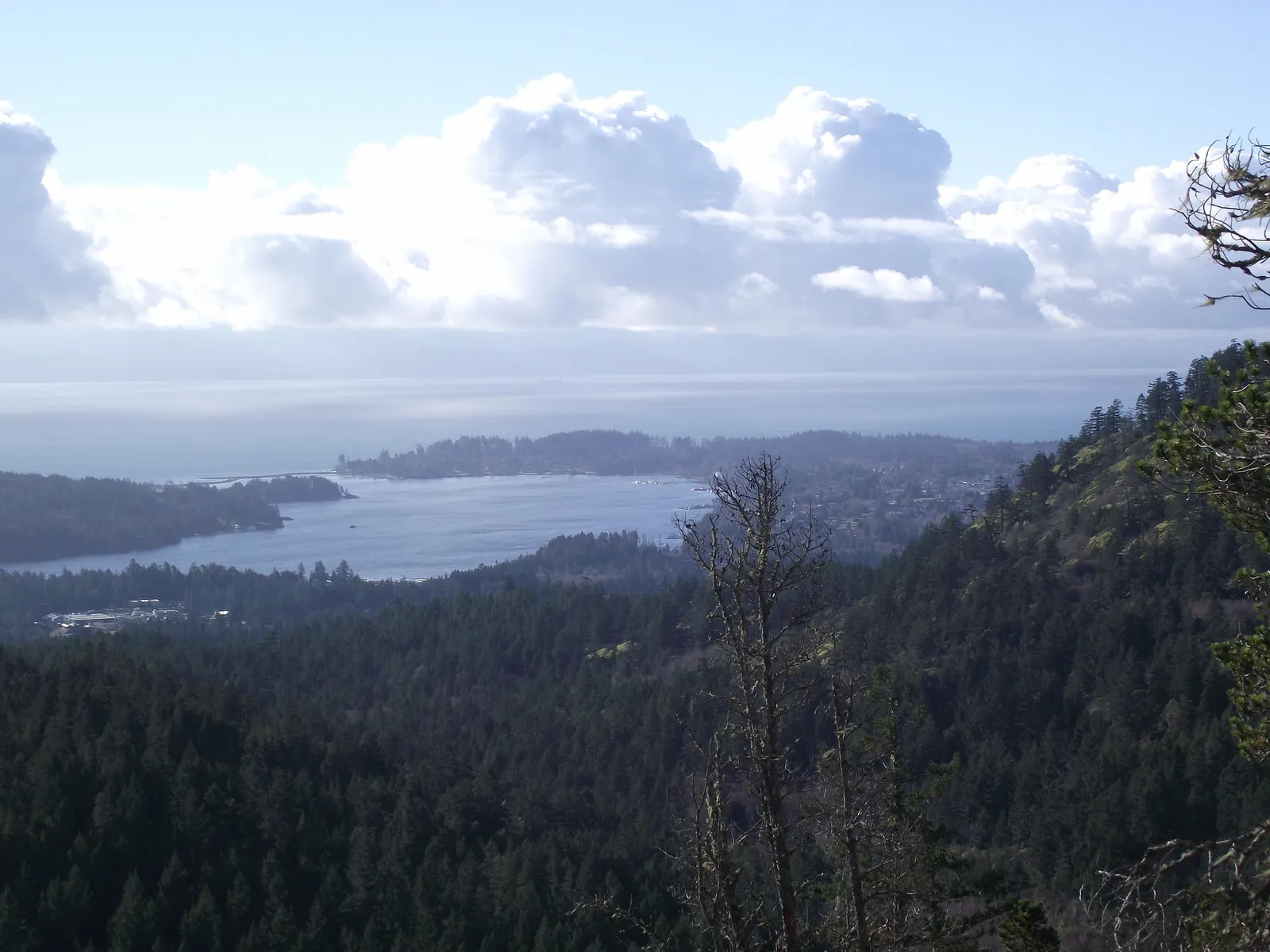 Aerial view of a forested coastline and bay