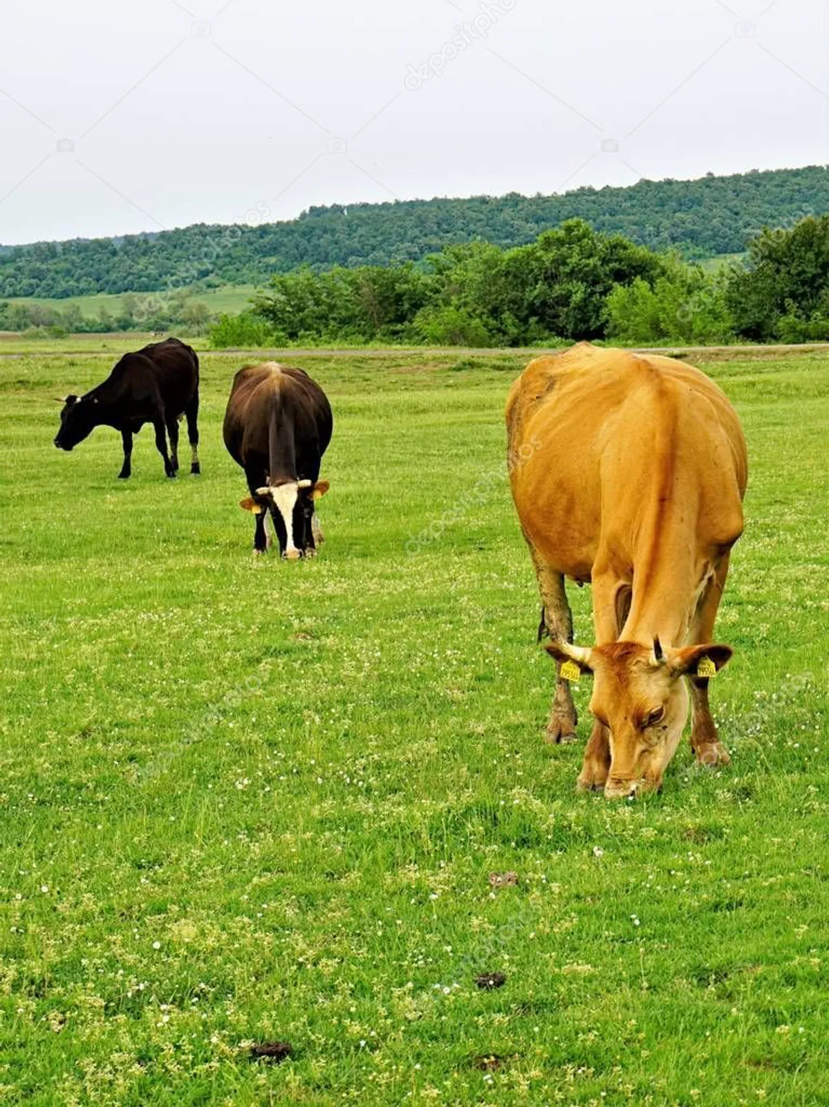 Photo of three cows grazing in a green field