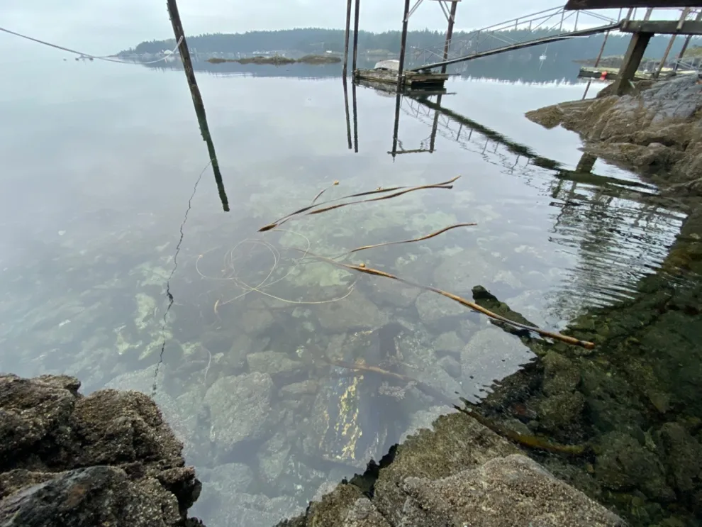 View of rocky shoreline and submerged kelp