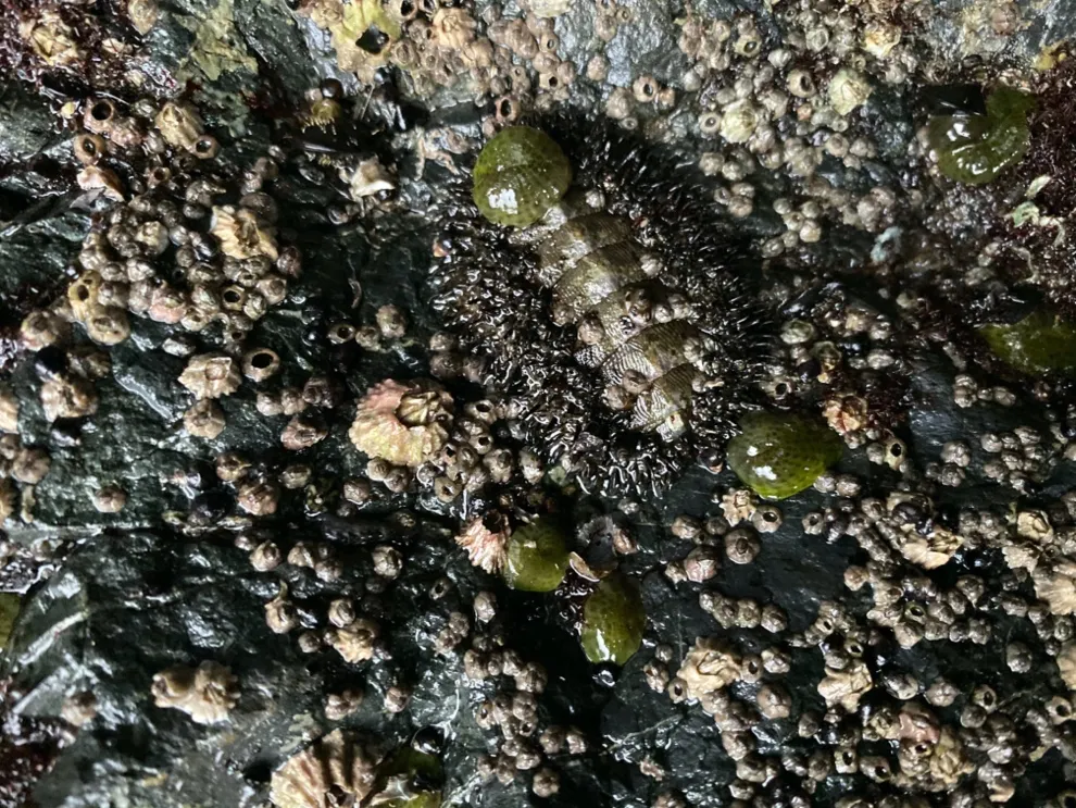 Close-up view of a chiton and barnacles on a rock
