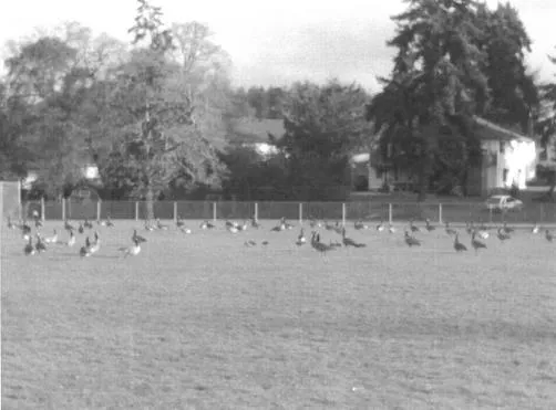 Black and white photograph of a park field populated with numerous Canada Geese