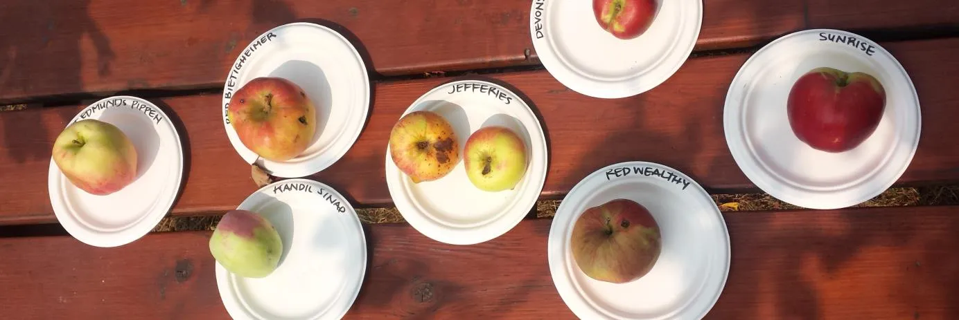 Labeled varieties of apples on paper plates, including Red Bietigheimer, Jefferies, and Sunrise, displayed on a wooden table