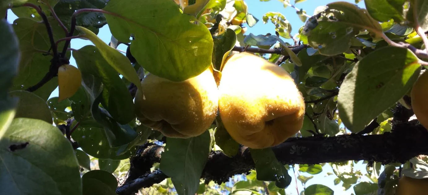 Close-up of large, yellow ripening fruit, likely quince, hanging from a tree branch