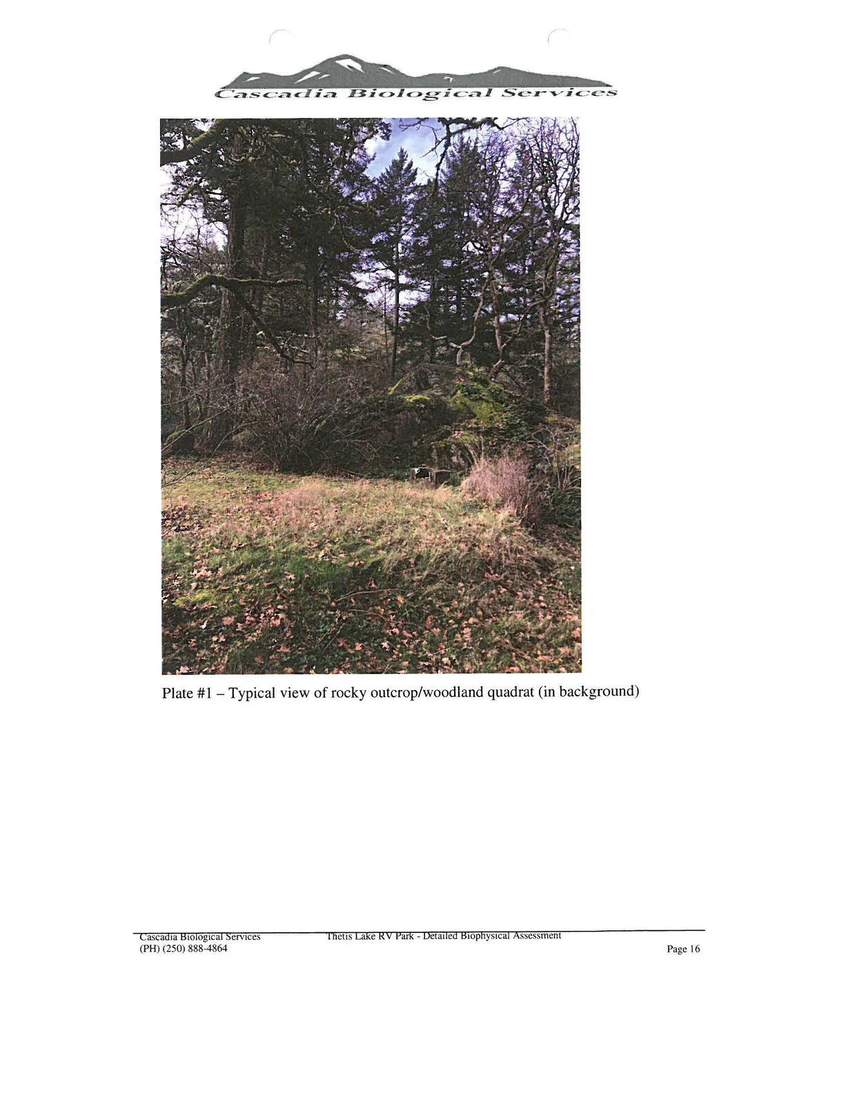 Photograph of the rocky outcrop/woodland quadrat showing a moss-covered rocky slope surrounded by trees