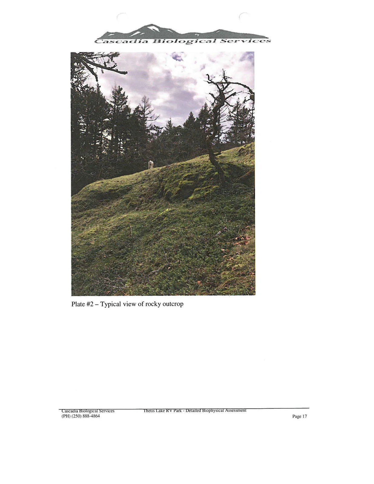 Photograph showing a mossy, rocky outcrop on a slope with scattered trees under a cloudy sky