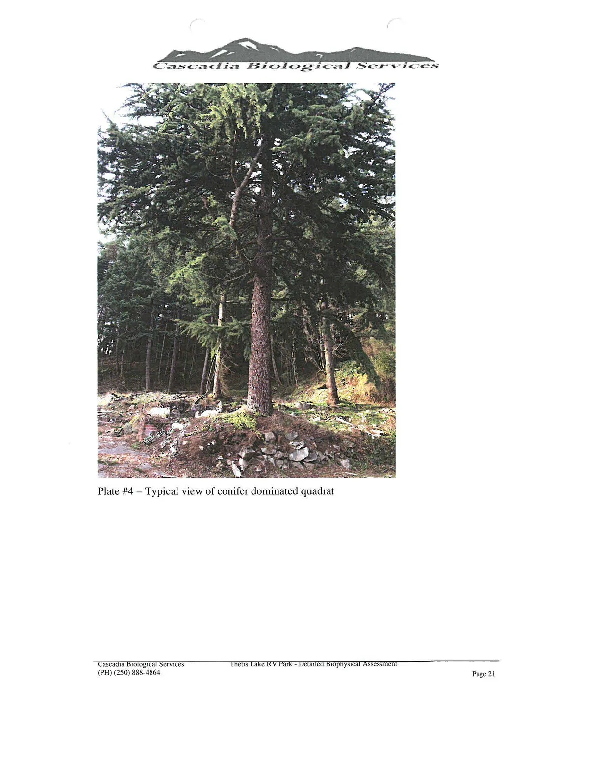 Photograph of a large, mature conifer tree standing on a rocky, slightly disturbed ground surface