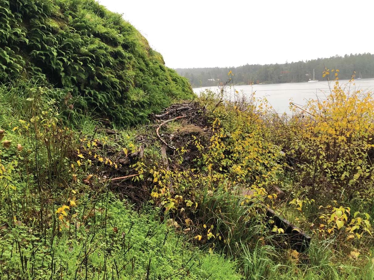 Photo 2. View looking south through the SDPA, yard waste and snowberry patch at the toe of the rocky outcrop.