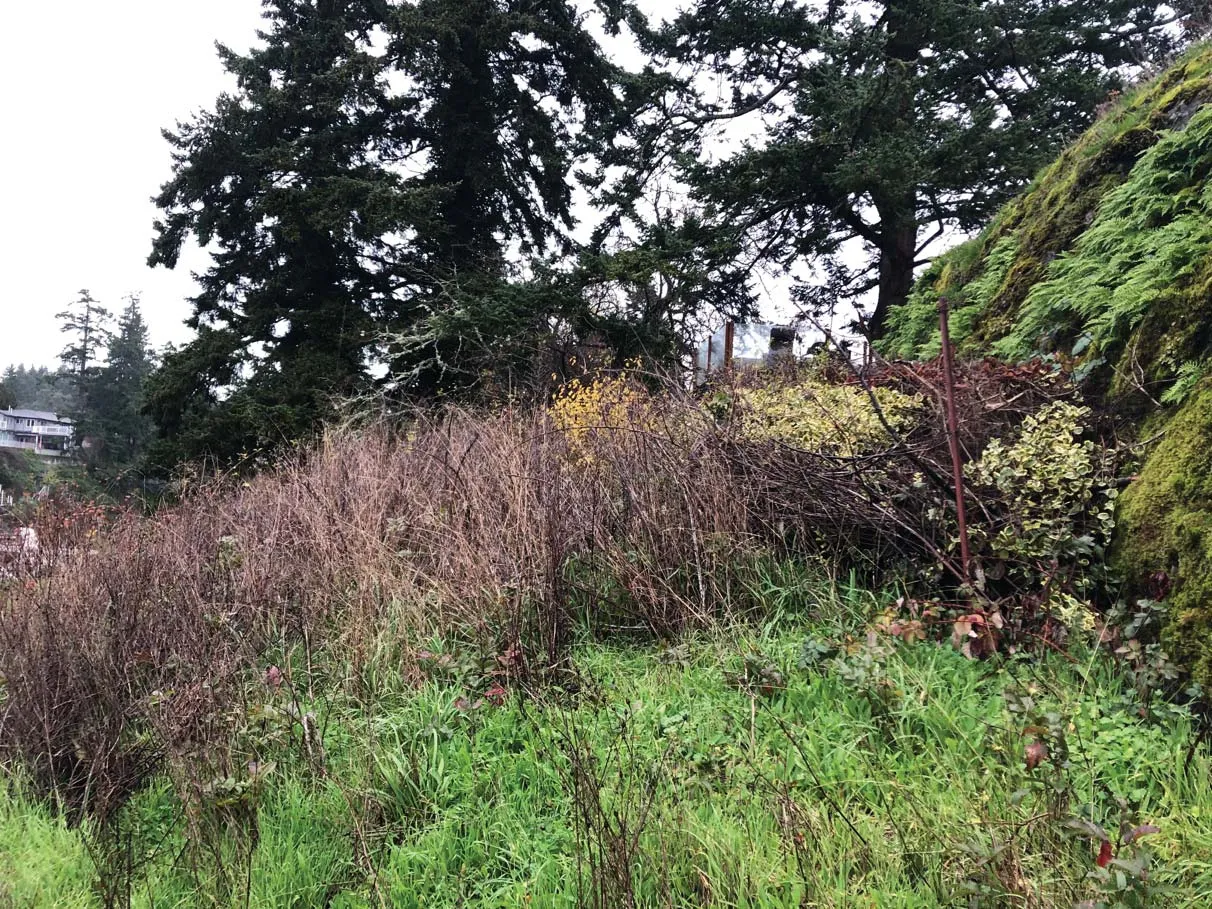 Photo 4. Dying snowberry patch mixed with ornamental and invasive plants, are to be replanted with native species.