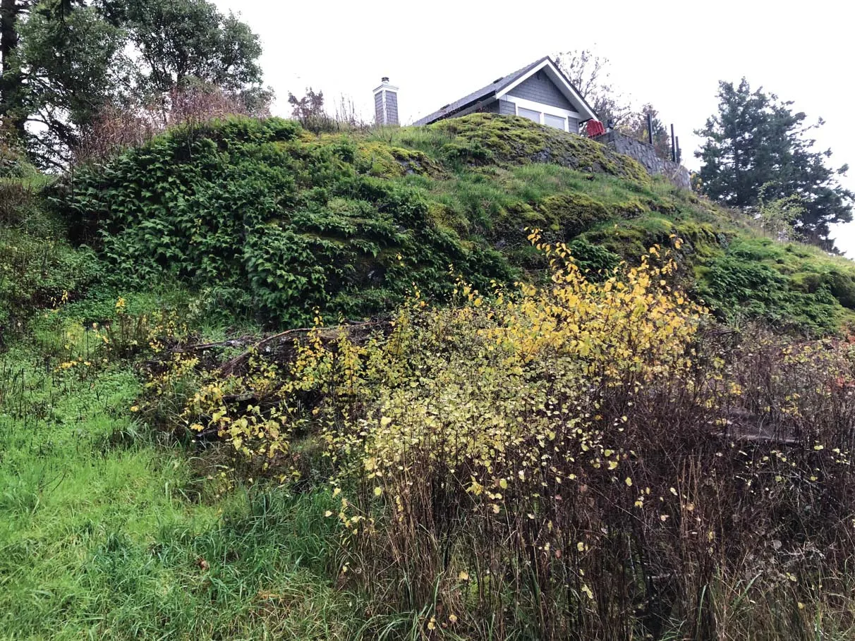 Photo 6. View looking north along SDPA boundary (approximately the top of the mossy rock on the right side of the photo).