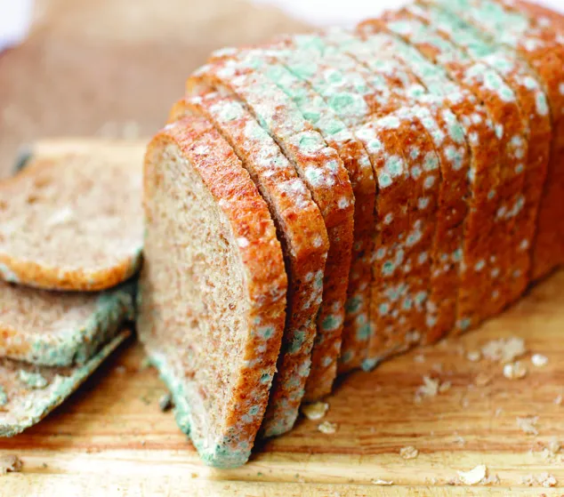 Sliced bread with green mold.