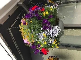 Sun Basket (variety)