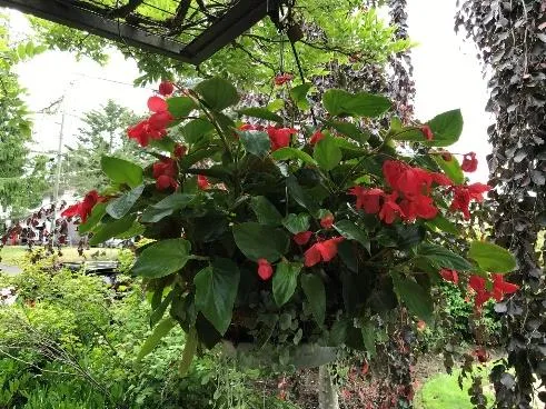 Impatiens
