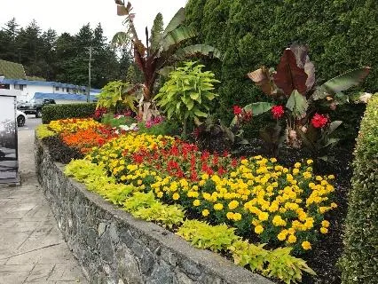 Dragon-wing Begonias