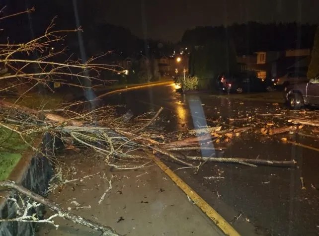 Nighttime photograph of a roadway with debris and a fallen tree branch following a winter storm