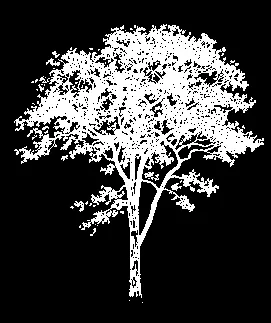 Deciduous tree silhouette used for site landscaping visualization