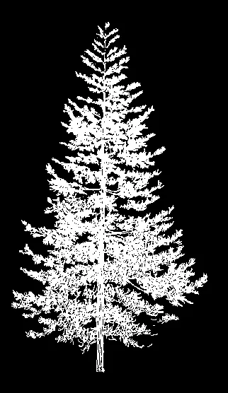 Coniferous tree silhouette used for site landscaping visualization