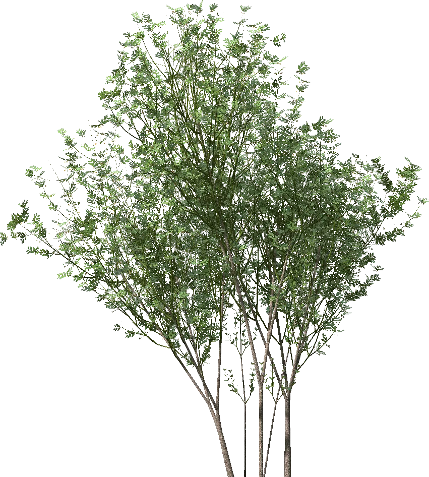 Deciduous shrub with multi-stem base