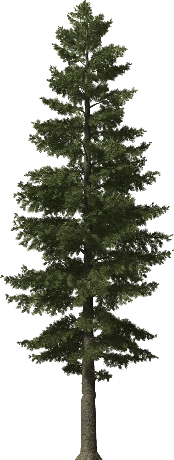 Tall narrow conifer tree