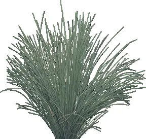 Clump of tall ornamental grass