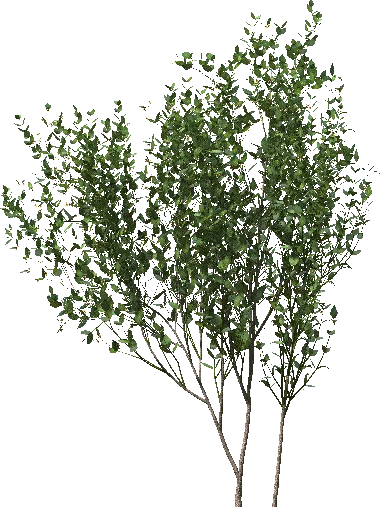 Multi-stemmed deciduous tree or large shrub