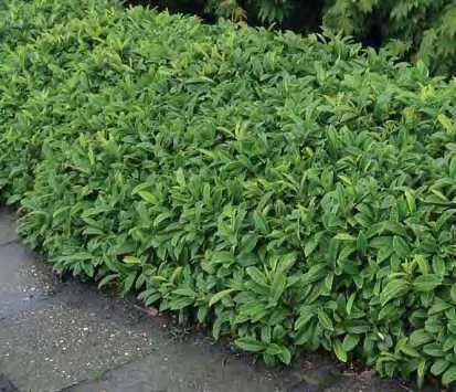 Mugo Pine