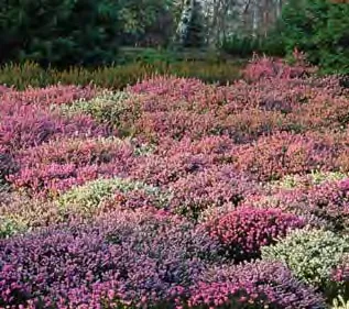 Wide field of dense purple blooming heather
