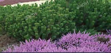 Mugo Pine