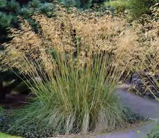 Redtwig dogwood
