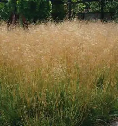 Heaths, Heathers, Grasses