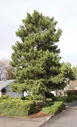 Garry Oak