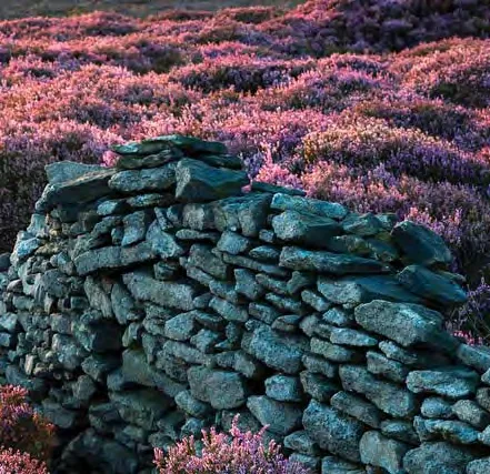 Winter and summer Flowering Heaths