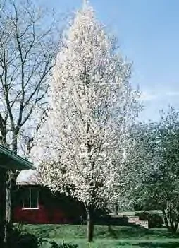Waxleaf Privet