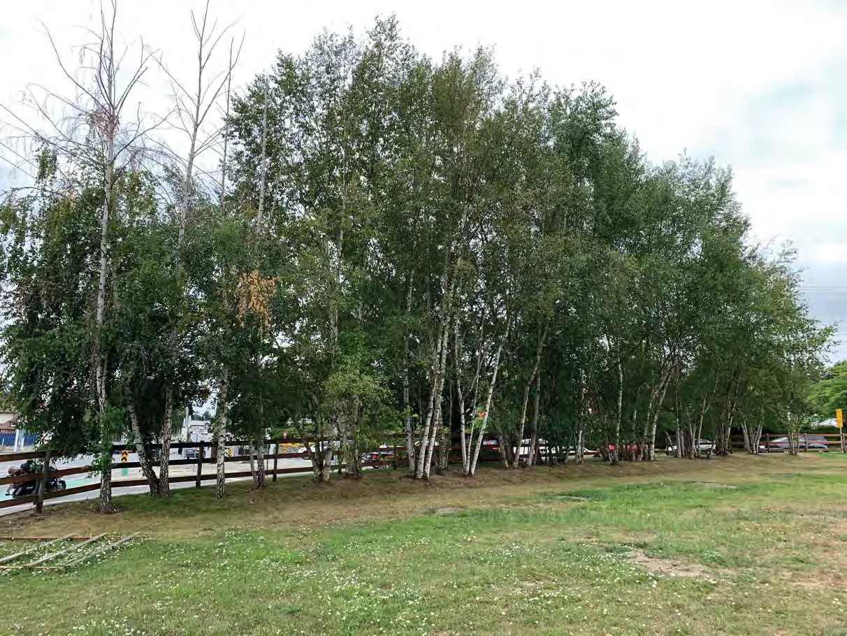 Photo 22. Trembling aspen stand in southeast corner of the property (to be retained)