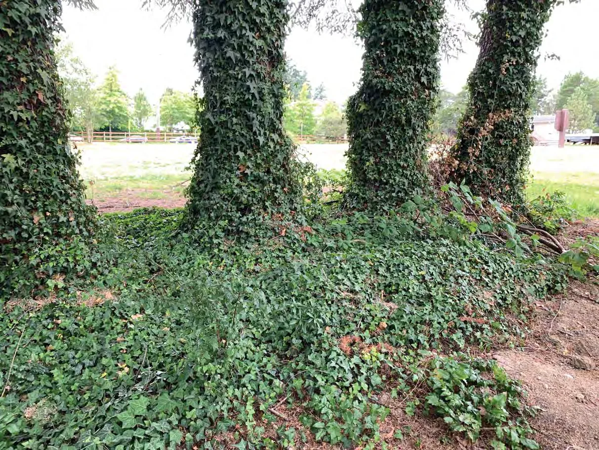 Photo 23. English ivy on trunks of trees outside the SDPA.