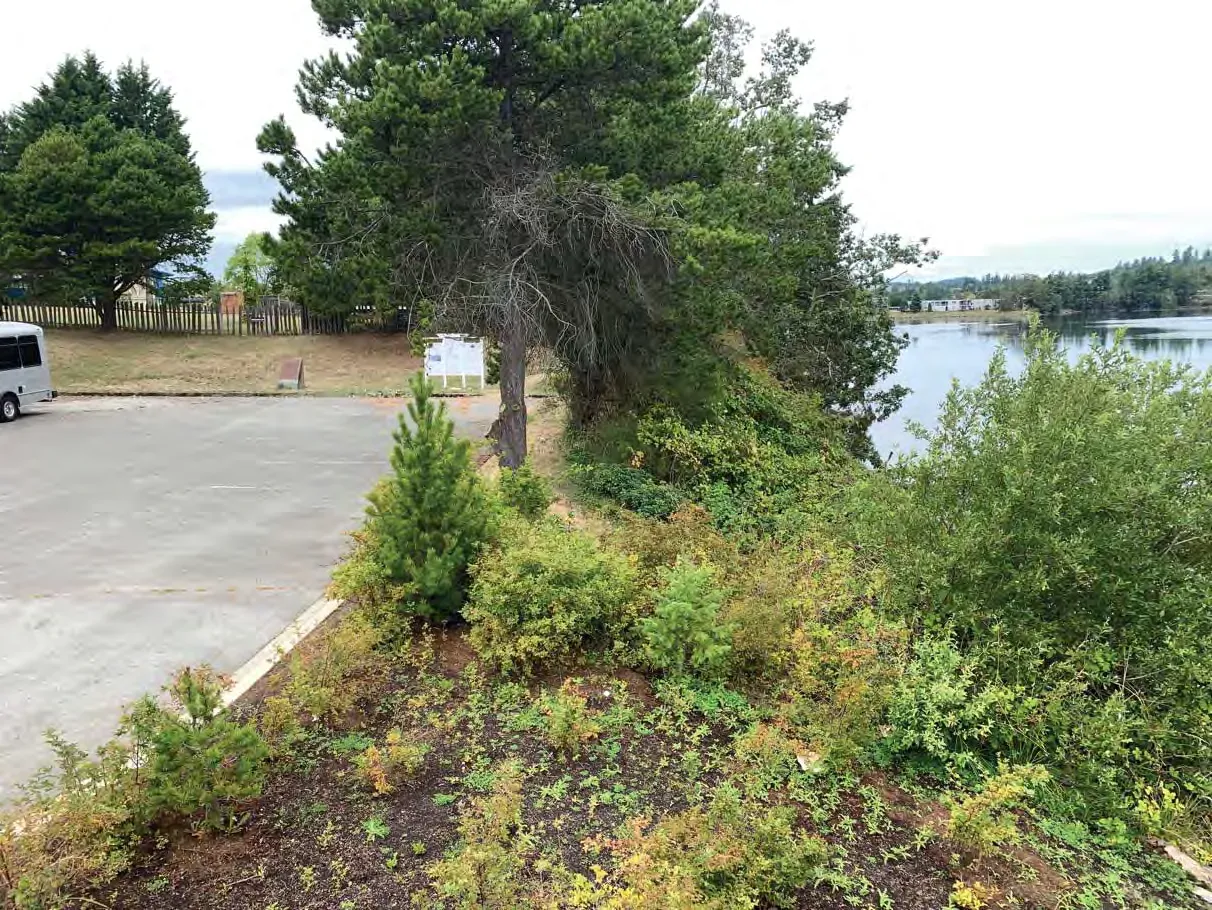 Photo 3. View looking north through the SDPA, area with mulch in the foreground was recently planted with native species.