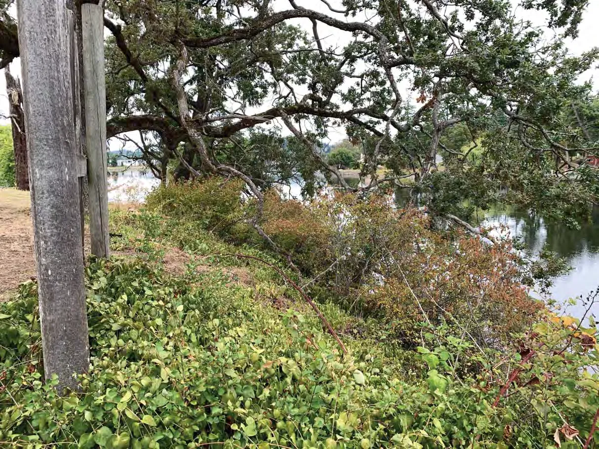 Photo 10. Mix of native and invasive species in the understory in the SDPA.