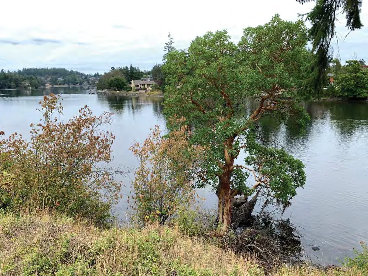 Photo 14. Mix of native and invasive species in the SDPA.