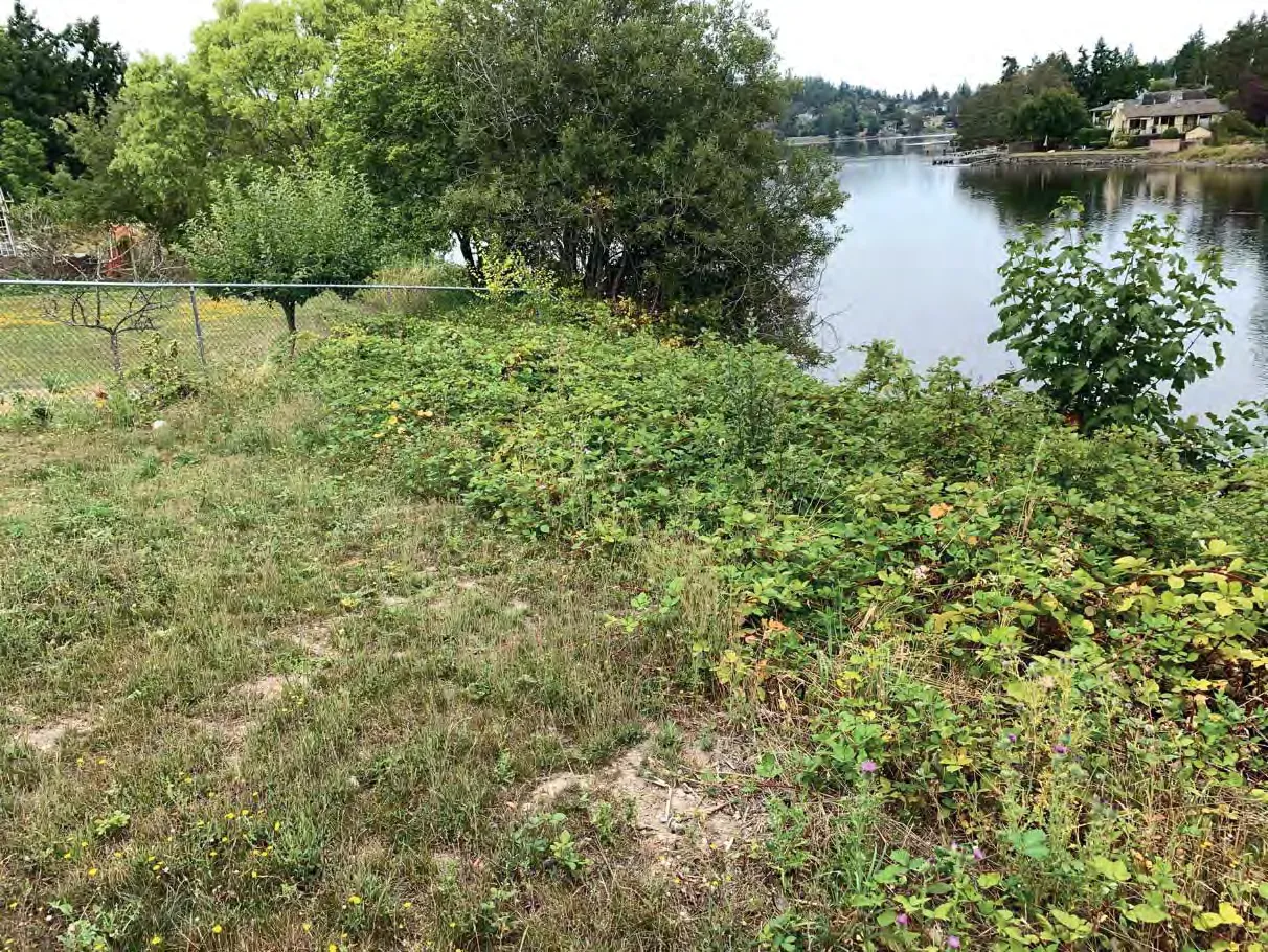 Photo 15. Himalayan blackberry and lawn in the SDPA.