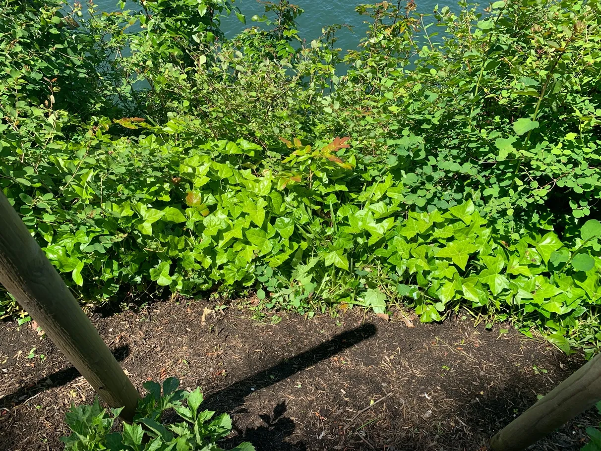 Photo 2. Vegetation at the top of the slope above the marine environment, showing native species mixed with invasive English ivy to be removed