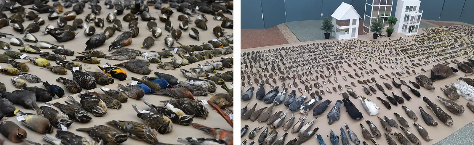 A two-photo display showing hundreds of birds killed by window collisions in Ottawa, ON, collected by Safe Wings volunteers for a yearly awareness display.
