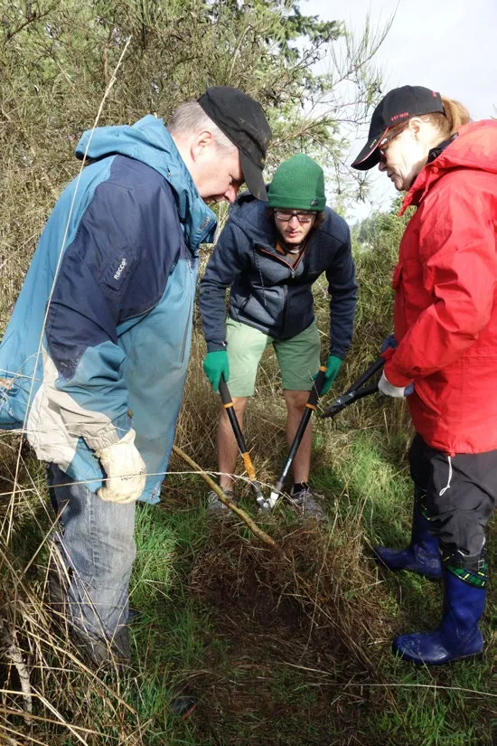 Three volunteers using loppers to clear invasive brush