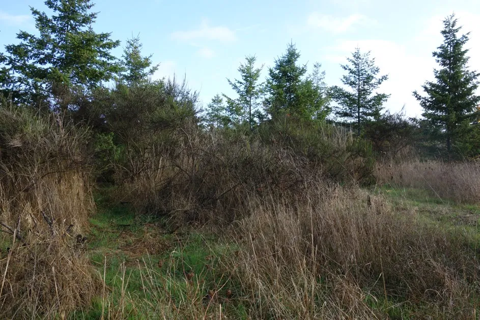 Before photo of Chancellor Park showing dense, dry vegetation