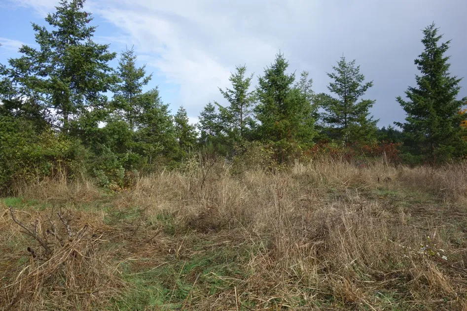 After photo of Chancellor Park showing the area cleared of tall grass and shrubs