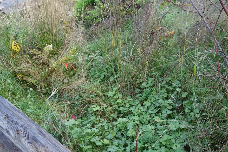 Before photo of a restoration site in Portage Park with thick green ground cover