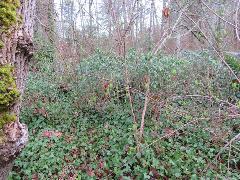 Before photo of a forest floor in Portage Park heavily covered with invasive ivy