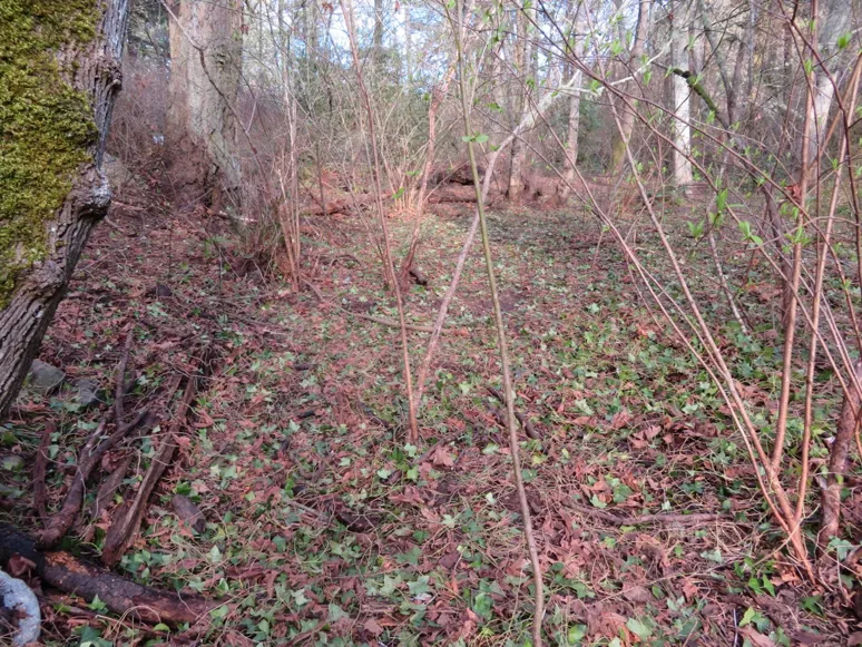 After photo of the forest floor in Portage Park cleared of ivy