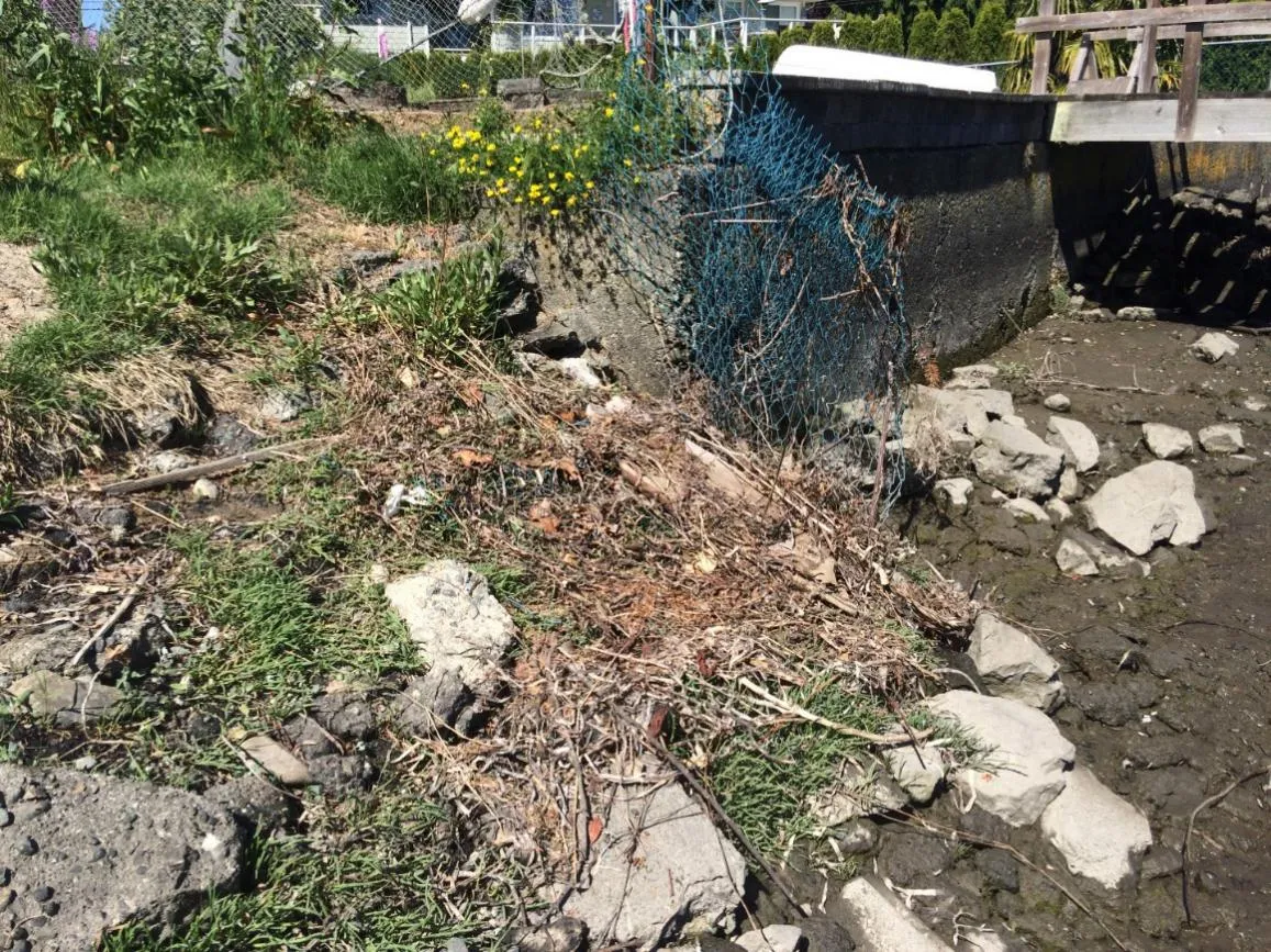 Figure 4. Location of proposed boat launch showing sea asparagus patch covered in fencing.